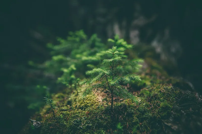 Naturlandschaft als Symbol für nachhaltige Zahntechnik